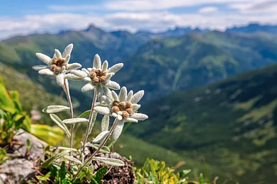 The edelweiss flower, the traditional Swiss symbol of love and courage. Credit www.shutterstock.com / Kluciar Ivan