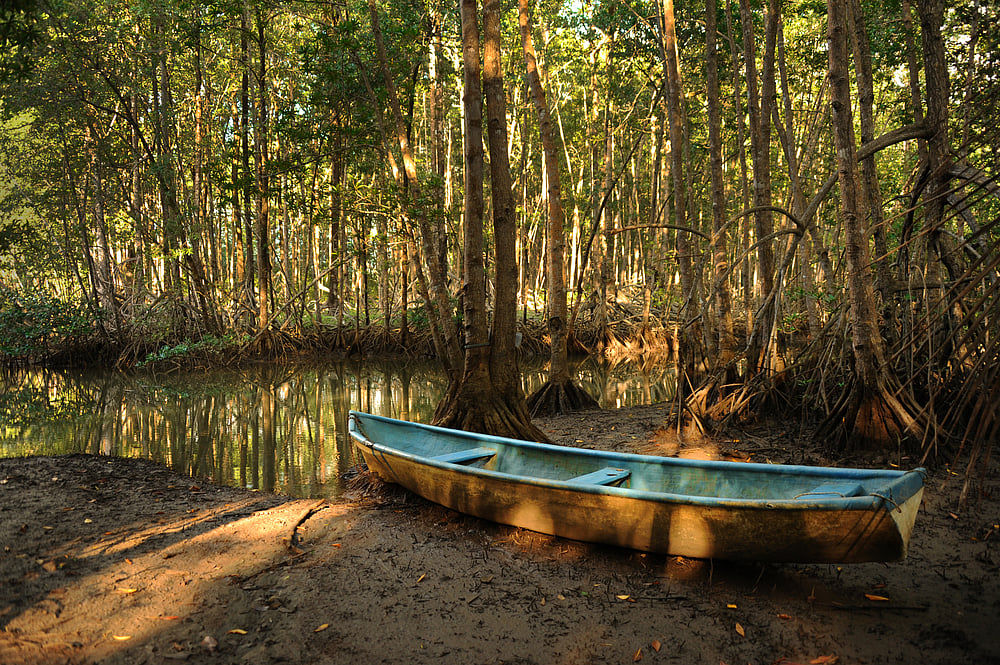 Depositphotos : Take A Walk Through Mangroves At These Places In India