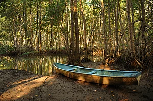 Depositphotos : Take A Walk Through Mangroves At These Places In India