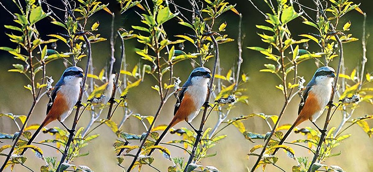 a plum-headed parakeet