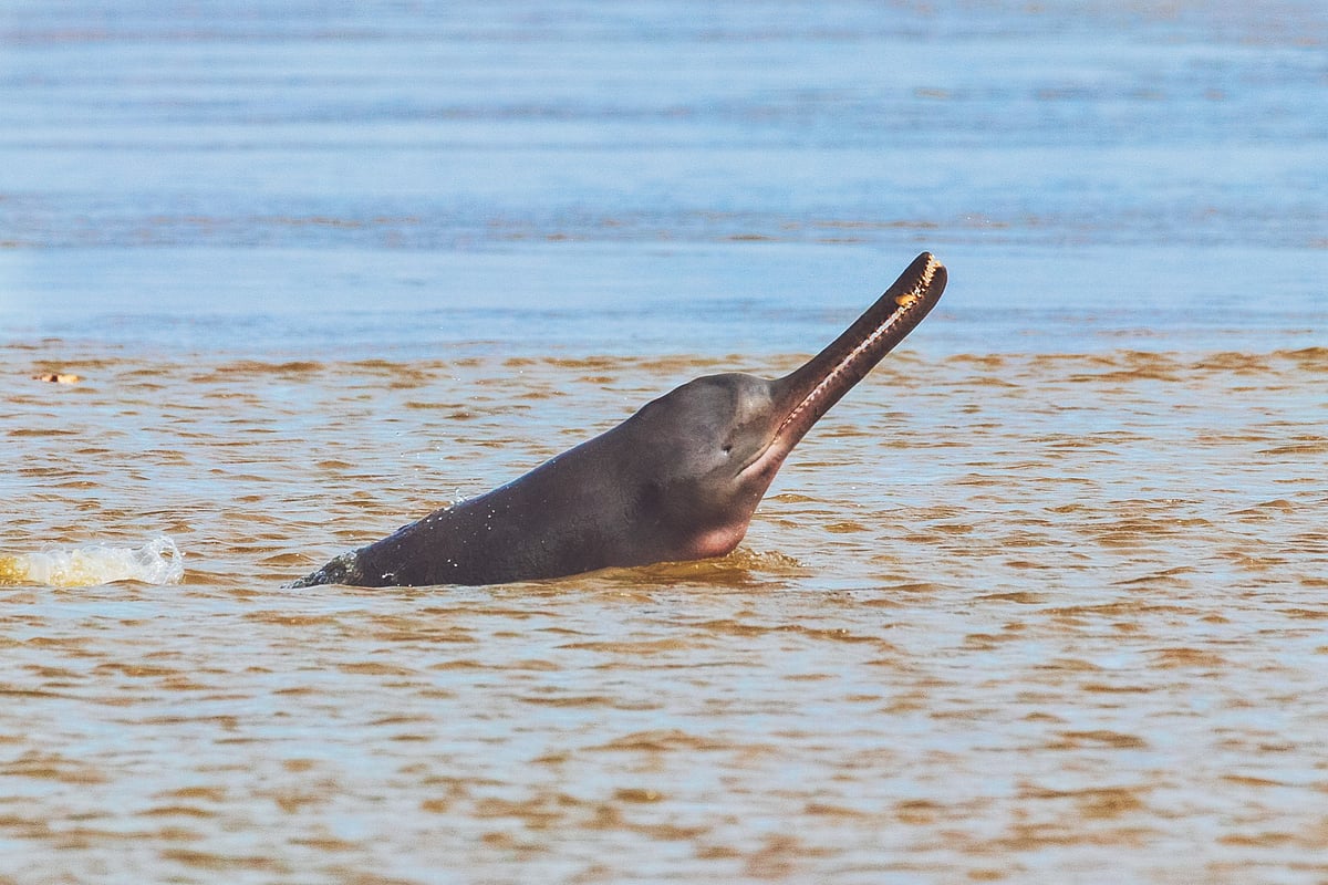 The Ganges dolphin has been designated as Indias national aquatic animal in order to safeguard it from extinction