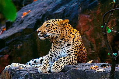 Indian Leopard (Panthera pardus fusca) at Ranthambhore Tiger Reserve, Rajasthan. Photo Credits Shutterstock