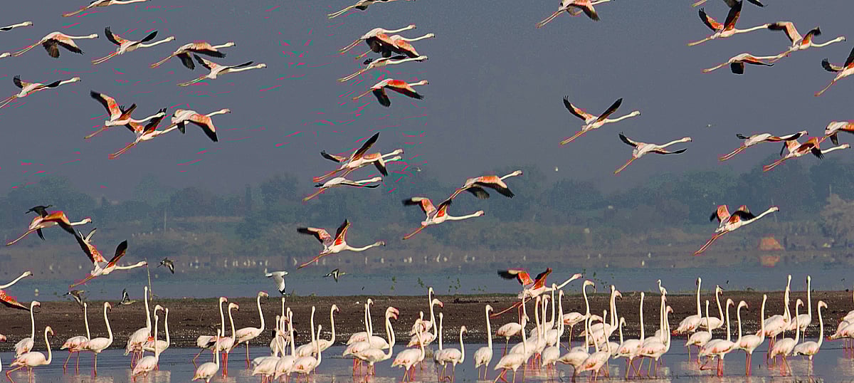 Flock of greater flamingos at Bhigwan