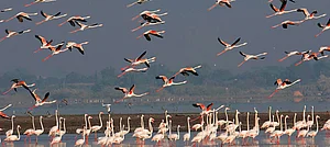 Flock of greater flamingos at Bhigwan
