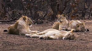 Gujarats Wild Side