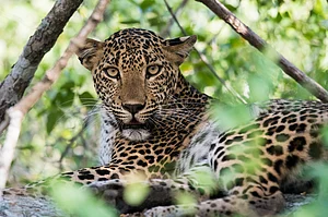 Shutterstock : Leopards are the pride of Sri Lanka