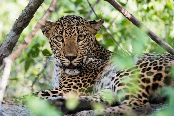 Shutterstock : Leopards are the pride of Sri Lanka