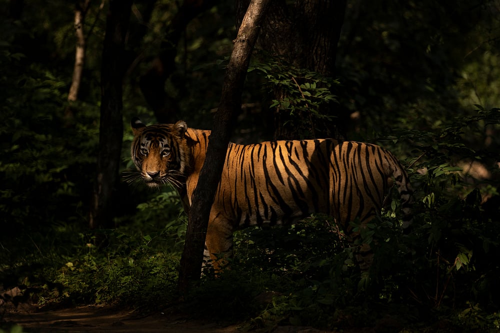 Inside Ranthambore National Park