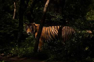 Inside Ranthambore National Park