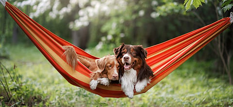 India’s pet spa and grooming industry has grown rapidly