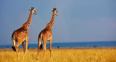 Photo Credits Shutterstock