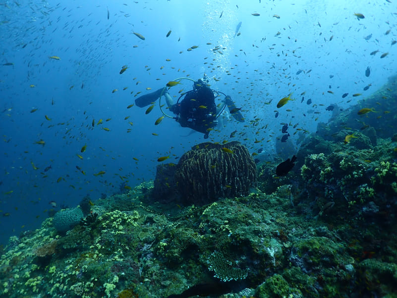 Diving off Havelock to find amazing sea life