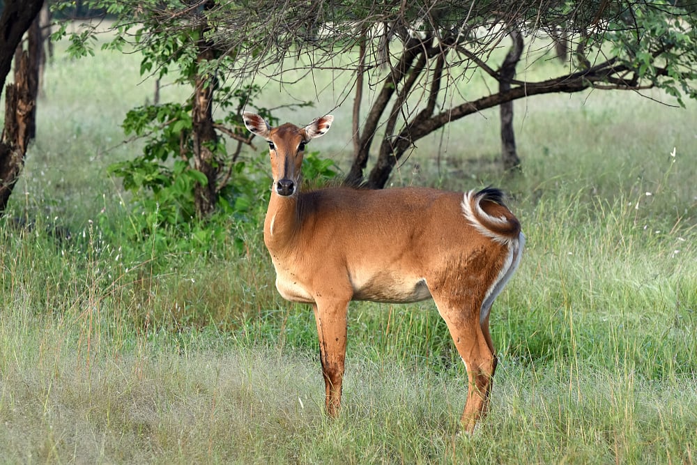 A female Nilgai (Blue bull) at Panna National Park