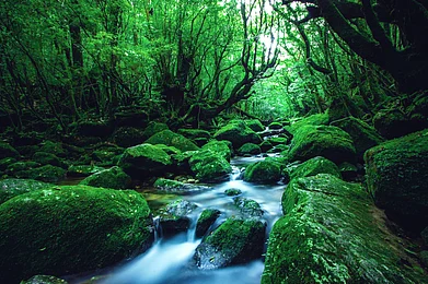 Shutterstock : A vibrant scenery of a river in the middle of a forest in Yakushima, Japan
