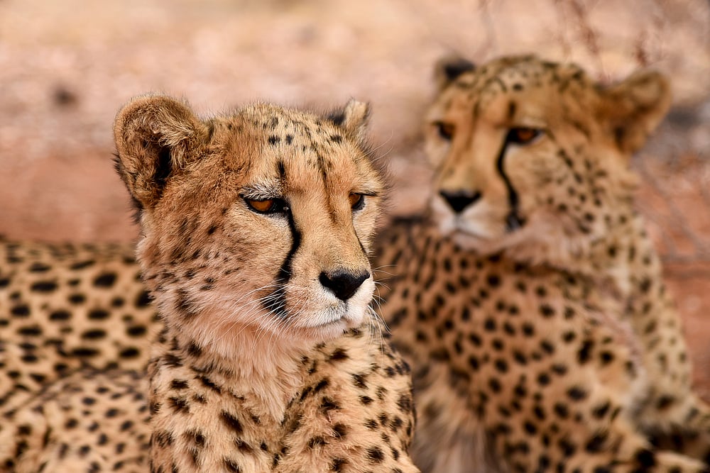The Return of the Cheetah. Photo credit Shutterstock.com