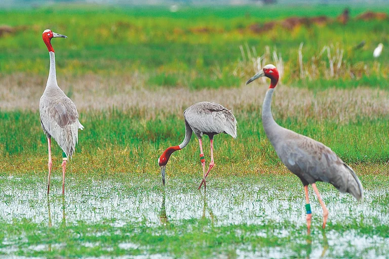 The wetland hosts the Sarus crane, the state bird of Uttar Pradesh - Shutterstock