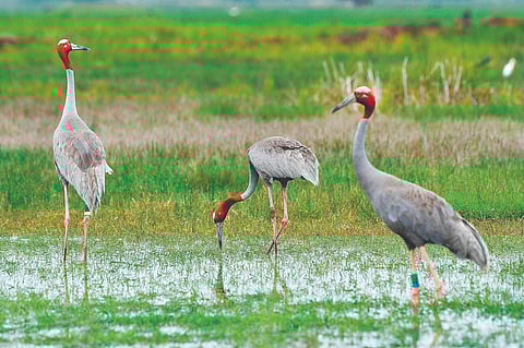 Sarus crane, the state bird of Uttar Pradesh