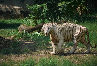 suprabhat / Shutterstock.com : A white tiger at Alipore Zoological Garden