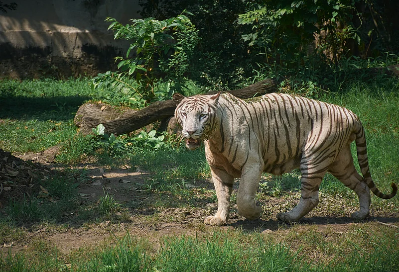 suprabhat / Shutterstock.com