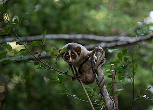 Slender Loris is an endangered primate. Credit Shutterstock