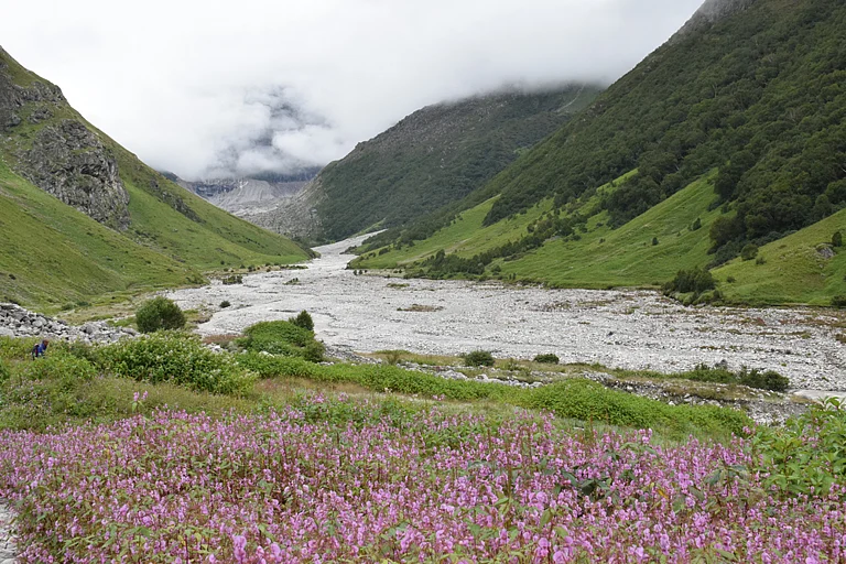 Valley of Flowers - null