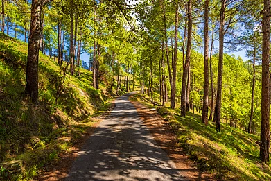 The forests of Binsar in Uttarakhand. Credit Shutterstock