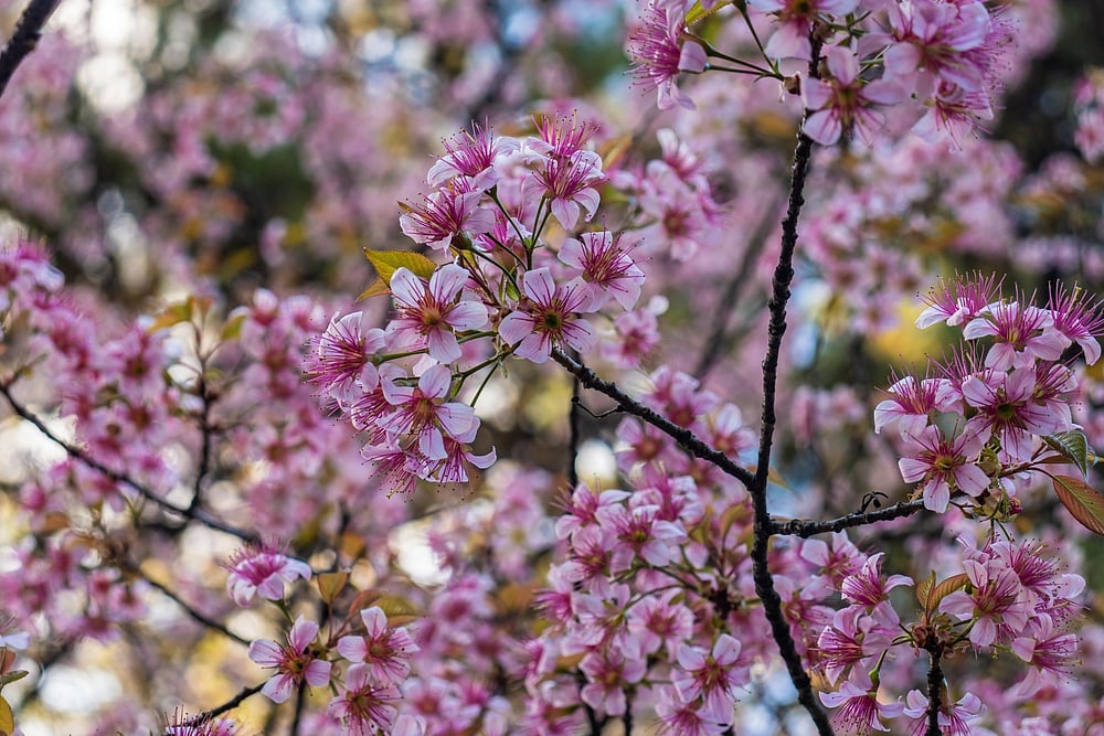 Pink cherry blossom flowers carpet the state of Meghalaya. Credit shutterstock