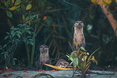 Shutterstock : A group of Otters in Sunderbans