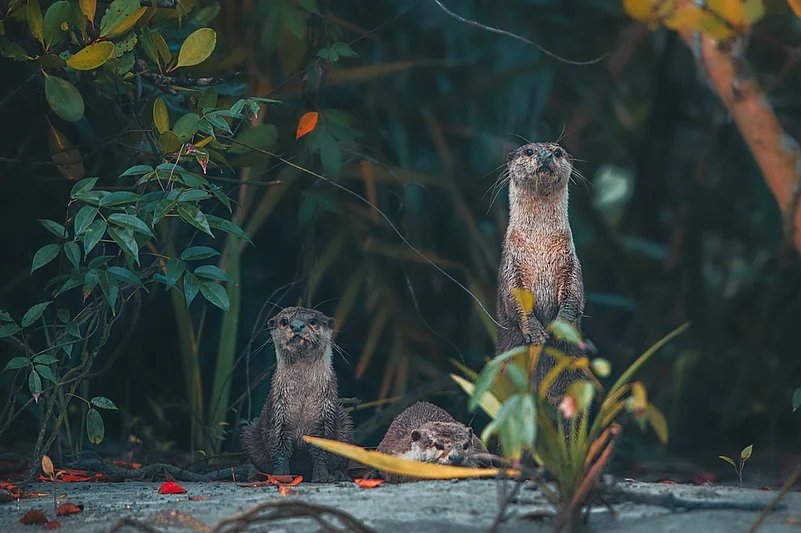 Otters in the Sunderbans
