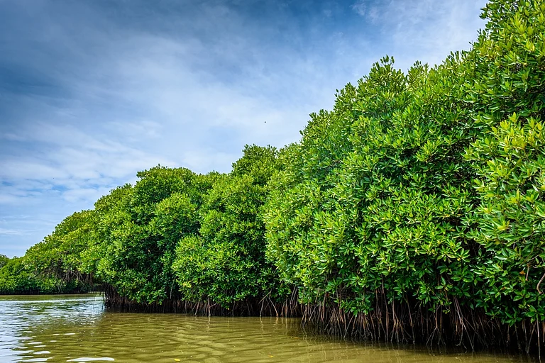 Pichavaram mangrove forest forms part of the larger Vellar-Coleroon estuarine complex in Tamil Nadu - Shutterstock