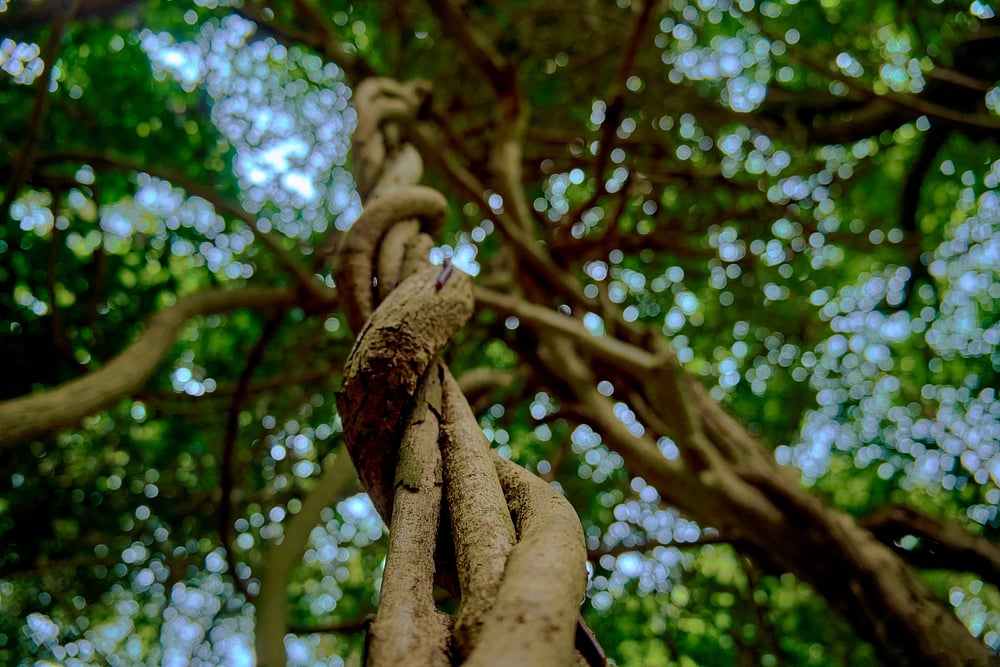 Wherever Indigenous Peoples Live, Forests, Groves And Mangroves Are Respected