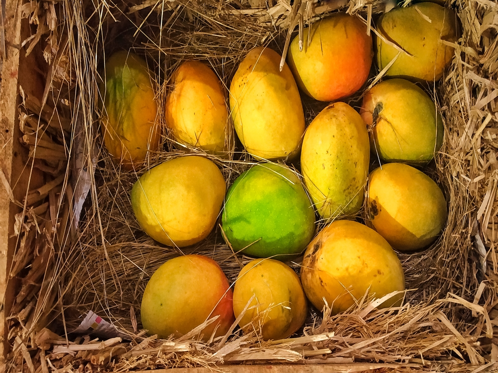 The mango season stretches from April to July - Shutterstock