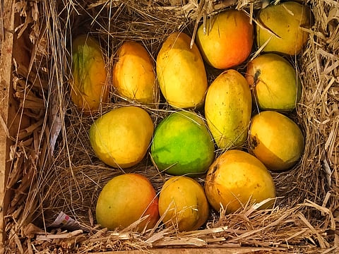 The mango season stretches from April to July 