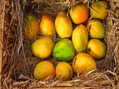 Shutterstock : The mango season stretches from April to July