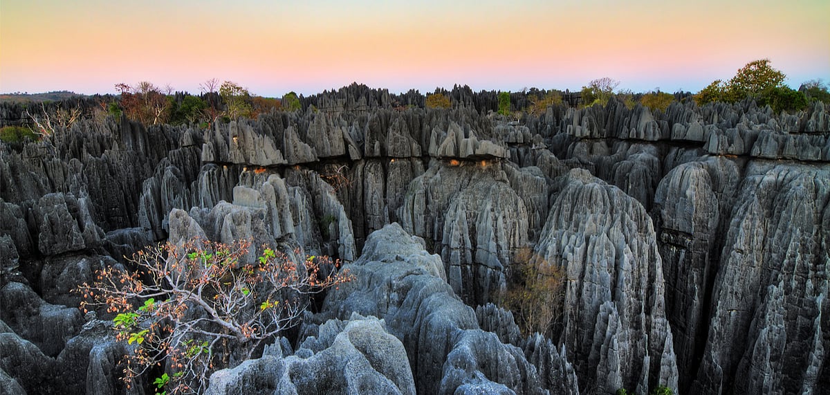 The Forest of Knives in Madagascar 