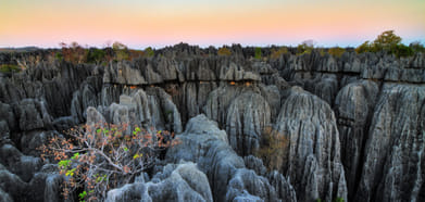 The Forest of Knives in Madagascar
