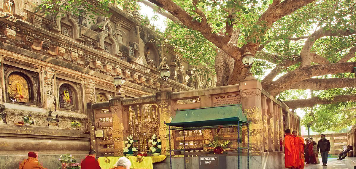 Bodhi Tree at the Mahabodhi Temple in Bodh Gaya