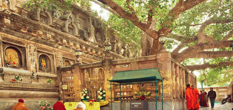 Bodhi Tree at the Mahabodhi Temple in Bodh Gaya
