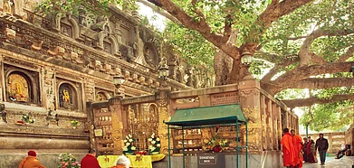 Bodhi Tree at the Mahabodhi Temple in Bodh Gaya