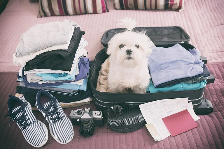 Travelling with pets isn’t a one-size-fits-all thing - Shutterstock