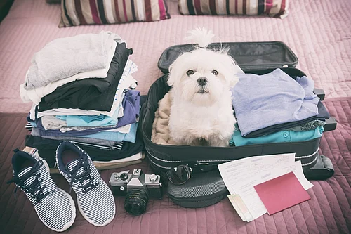 WanderPaw: A Guide To Pet-Friendly Travel In India