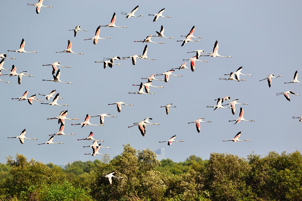Flamingos at Bhandup Pumping Station
