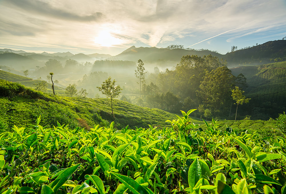 Shutterstock : Sunrise over tea plantations in Munnar, Kerala