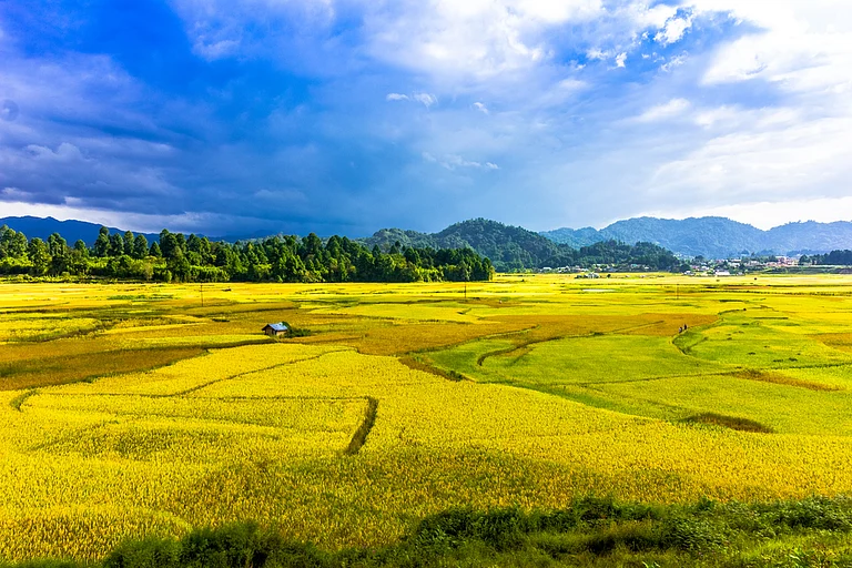 Beautiful valley of rice fields in Ziro, Arunachal Pradesh - null