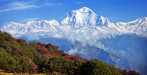 Magnificent blossoms of rhododendrons against the Himalayas.
