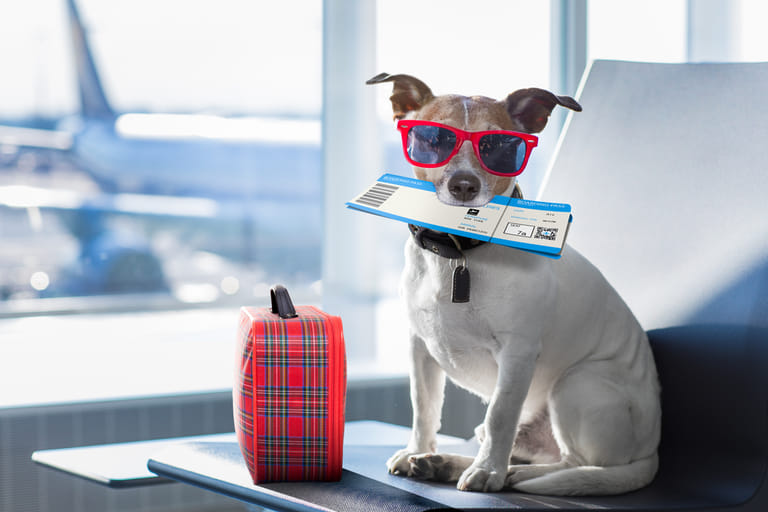 Keep all documents ready before taking a flight with your pet. - Shutterstock