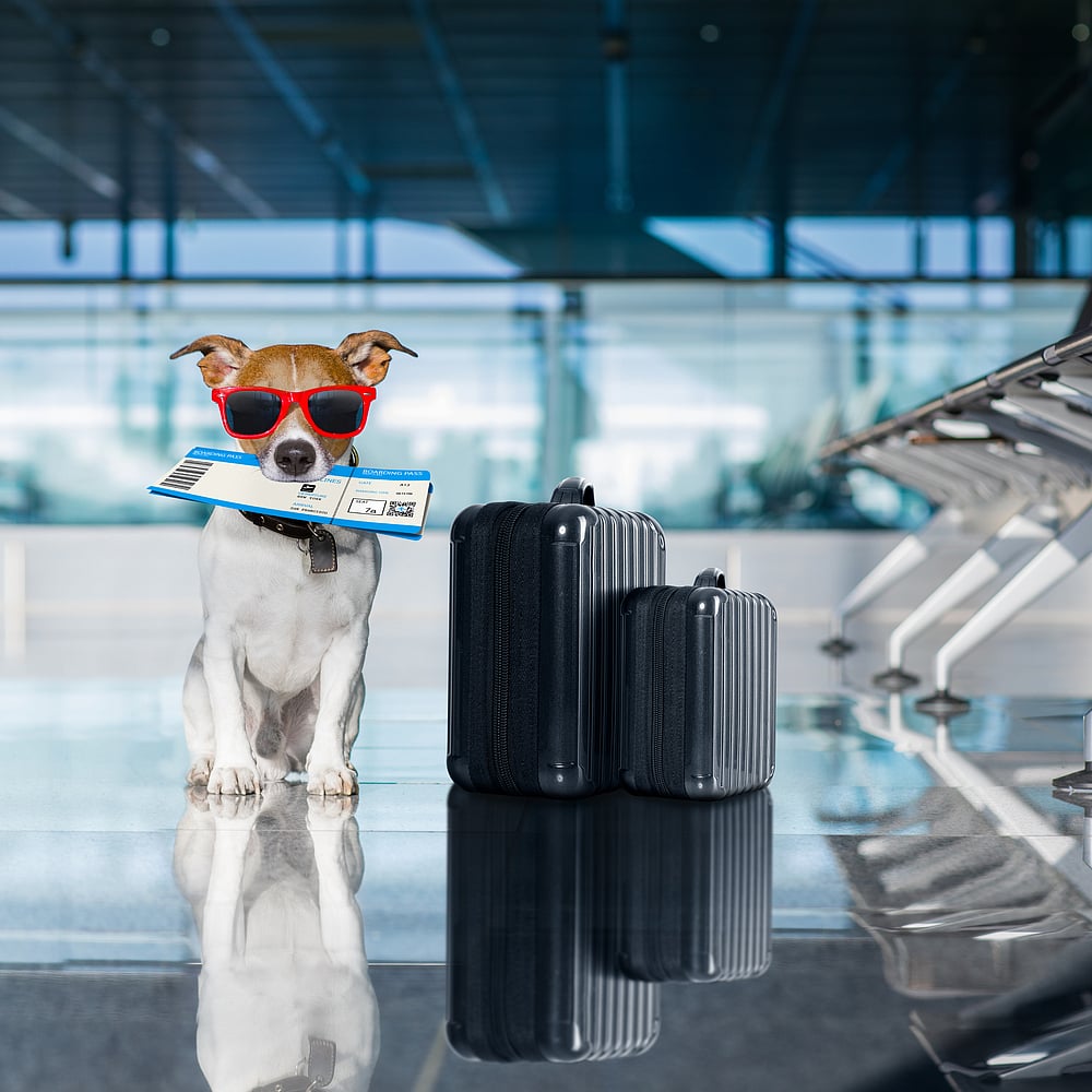 Make sure your pets travel safely with these companies. Credit Shutterstock