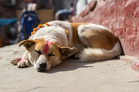 Kukur Tihar is celebrated on the second day of the Diwali festivities