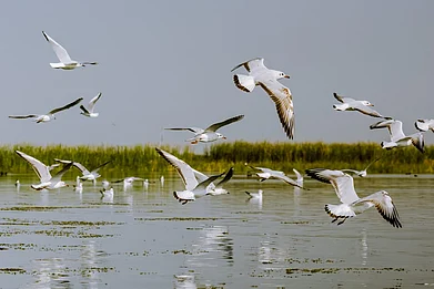 Swapan Banik on Shutterstock : A flock of migratory seagulls at the Nalsarovar Bird Sanctuary