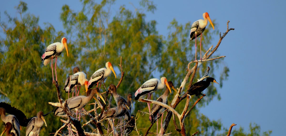 This is the season to spot beautiful birds like Painted Storks 